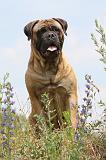 BULLMASTIFF 286